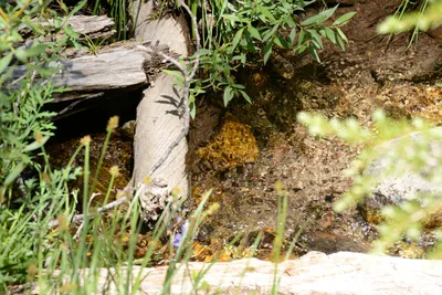 DSC_3180 (Large).JPG